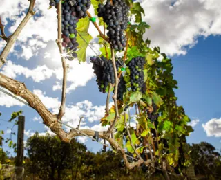 Produção mundial de vinho cai para nível mais baixo em 60 anos