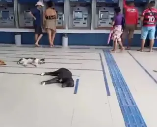 Vídeo:  Cachorros 'invadem' banco para aproveitar ar-condicionado