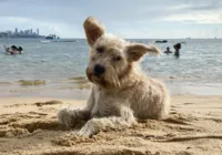 Altas temperaturas provocam risco de hipertermia nos animais