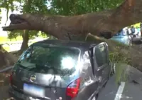 Após parcelar carro em 30 vezes, homem tem veículo atingido por árvore