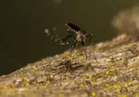 Bahia registra terceira morte por dengue