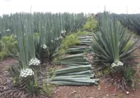 Biomassa em alta: Bahia se destaca com potencial inesgotável