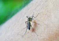 Brasil ultrapassa meio milhão de casos prováveis de dengue