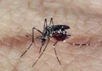 Butantan pede registro de vacina contra chikungunya no Brasil