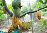 Cacau, das  bruxas ao Vale do Silício. É a 3ª era