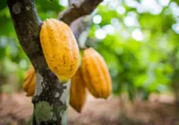 Cacau sustentável é choco-exportação