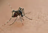 Casos de dengue no Brasil aumentam 15,8% em 2023