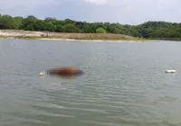 Cavalo é encontrado morto na Lagoa do Abaeté