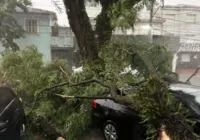 Chuvas derrubam 182 árvores e 27 postes no estado de São Paulo
