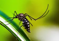 Cidade do Rio confirma primeira morte por dengue de 2024