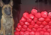Com apoio de cão policial, cocaína é apreendida em Jequié
