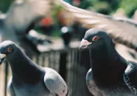 Detido por 8 meses, "pombo-espião" chinês é solto; entenda o caso