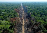 Devastação pode levar Amazônia a ponto de não retorno até 2050