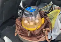 Estrangeiras são presas por tráfico de ovos de arara nativa da Bahia