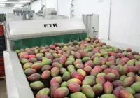 Exportação de frutas baianas cresce 37% e supera a marca de R$ 1 bi