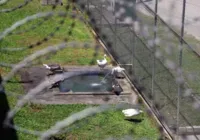 Gansos são usados para impedir fugas em penitenciária em SC