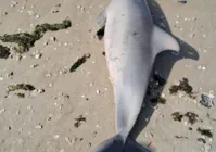 Golfinho é encontrado morto em praia do Subúrbio de Salvador