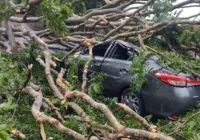 Homem morre após ser atingido por queda de árvore durante temporal