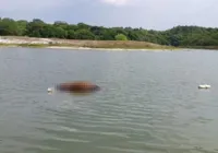 Inema faz alerta após cavalo ser encontrado morto na Lagoa do Abaeté