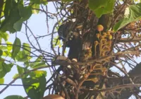 Jiboia resgatada pela Guarda Civil na Casa da Mulher Brasileira