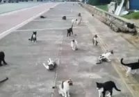 MP aciona Salvador para que leve os gatos de rua para unidade adequada