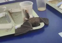 Morcego cai em bandeja de estudante em restaurante da Ufba