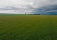 Na reta final, plantio da safra de soja alcança 1,9 milhão de hectares