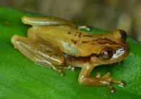 Nova espécie de perereca é descoberta no sul da Bahia