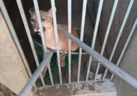 Onça parda mantida em casa para cachorros é resgatada na Bahia