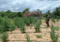 PF localiza cerca de 35 mil pés de maconha no norte da Bahia