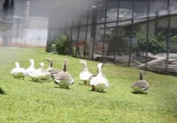 Prisão em Florianópolis inova ao usar gansos no lugar de cães; entenda