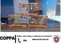 Quarteto é preso por manter aves silvestres em cativeiro ilegal