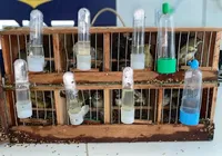 Quase 50 pássaros silvestres amontoados em gaiolas são apreendidos