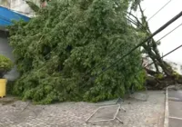 Queda de árvore na Ribeira segue causando transtorno aos moradores