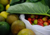 Registro de novos agrotóxicos segue em alta no Brasil, diz Mapa