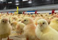 Rolândia ganha o maior berçário de pintinhos do Brasil