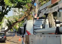 Rua no Rio Vermelho é interditada após queda de árvore