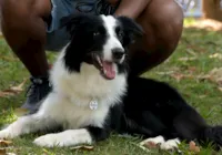 Saiba quais cuidados tomar com o seu pet no verão