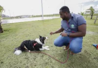 Tutores e banhistas devem adotar cuidados para bom convívio com cães