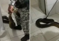 Vídeo: Sucuri de quase 3 metros é encontrada no presídio de Salvador