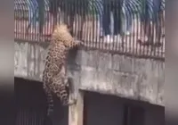 Vídeo: onça escala parede em Zoológico de frente para visitantes