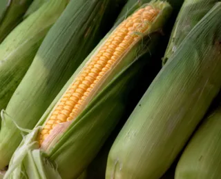 50 mil toneladas de milho são esperados para ajudar produtores na seca