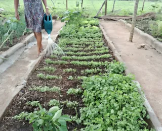 Agricultoras ganham incentivo para produzir nos quintais de suas casas