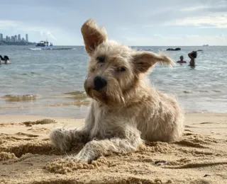 Altas temperaturas provocam risco de hipertermia nos animais