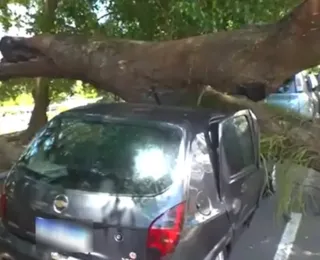 Após parcelar carro em 30 vezes, homem tem veículo atingido por árvore