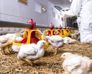 Bahia atinge 8º lugar no ranking nacional de produção de aves