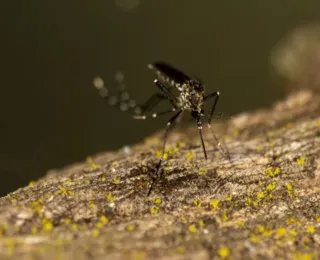 Bahia registra terceira morte por dengue