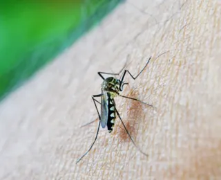 Brasil contabiliza mais de 650 mil casos de dengue