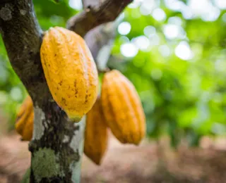 Cacau sustentável é choco-exportação