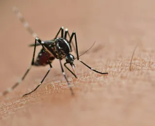 Casos de dengue no Brasil aumentam 15,8% em 2023